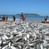 International Studies Abroad (ISA): Florianópolis - Language, Cultura & Economics Photo