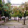 International Studies Abroad (ISA): Seville - Hispanic Studies Photo