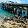 CISabroad (Center for International Studies): Queensland - Summer Australian Experience - Great Barrier Reef Photo