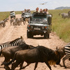 SFS: Kenya & Tanzania - Wildlife Management Studies Photo