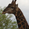 CIEE: Gaborone - Summer Community Public Health Photo