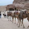 International Studies Abroad (ISA): Amman - Arabic Language, Culture & Courses with Local Students Photo