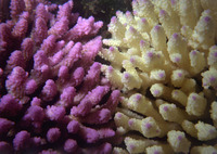 Australearn: Perth - Coral Bay: Marine Science on Australia's West Coast Photo