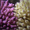 Australearn: Perth - Coral Bay: Marine Science on Australia's West Coast Photo