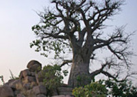 CIEE: Accra - International Buisness and Culture Photo