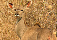 CIEE: Gaborone - Arts and Sciences Photo