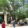 CIEE: Gaborone - Arts and Sciences Photo