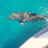 Australearn: Perth - Coral Bay: Marine Science on Australia's West Coast Photo