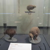 Australearn: Wellington - Victoria University of Wellington Photo